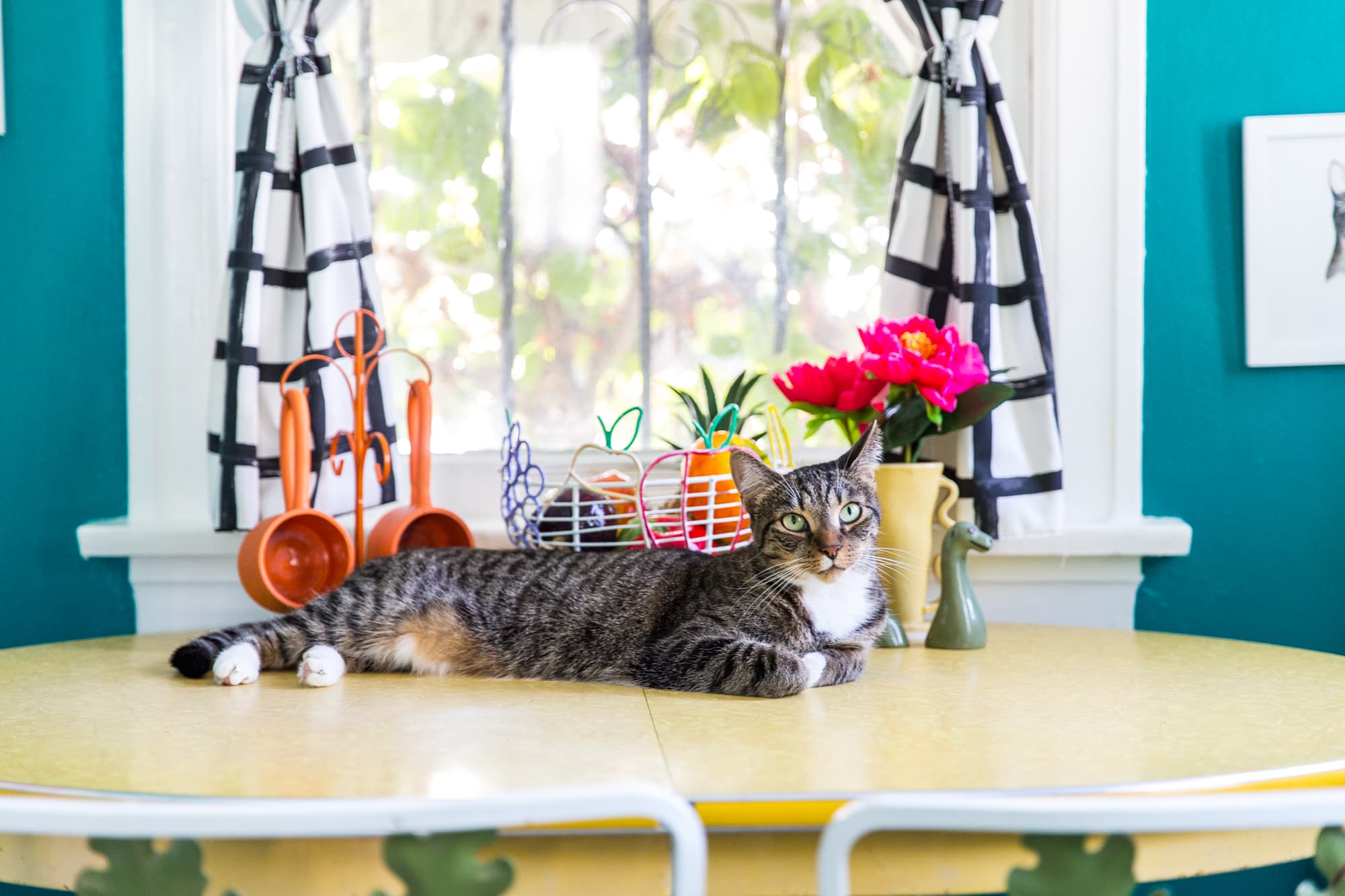 How to keep shop cats off kitchen table